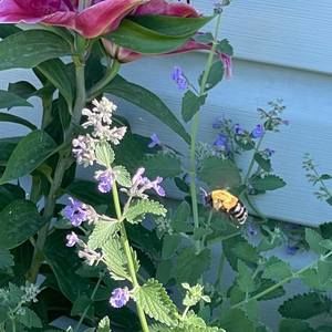 Meet your Posher, Cheyenne